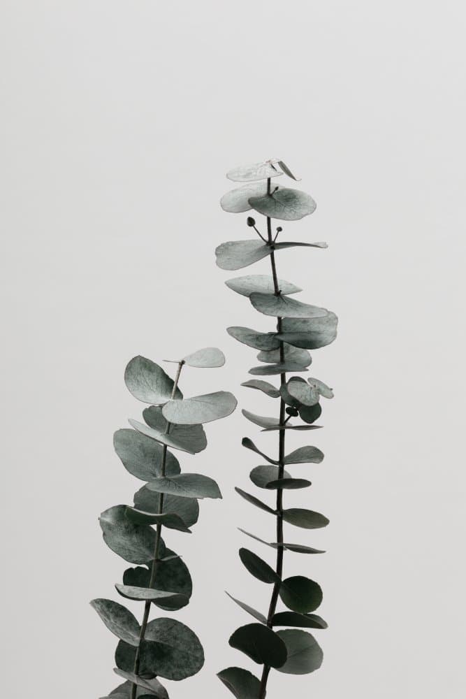 Serene Eucalyptus Leaves by Pictufy Studio III — canvas wall art