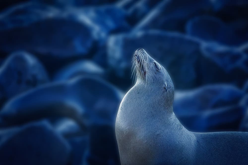 Serene Seal Gazing Up by Barbara Fletcher — canvas wall art