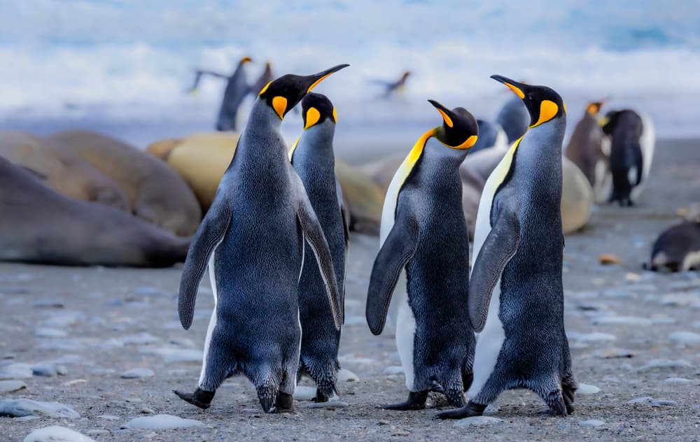 King Penguins On Beach by Ning Lin — canvas wall art
