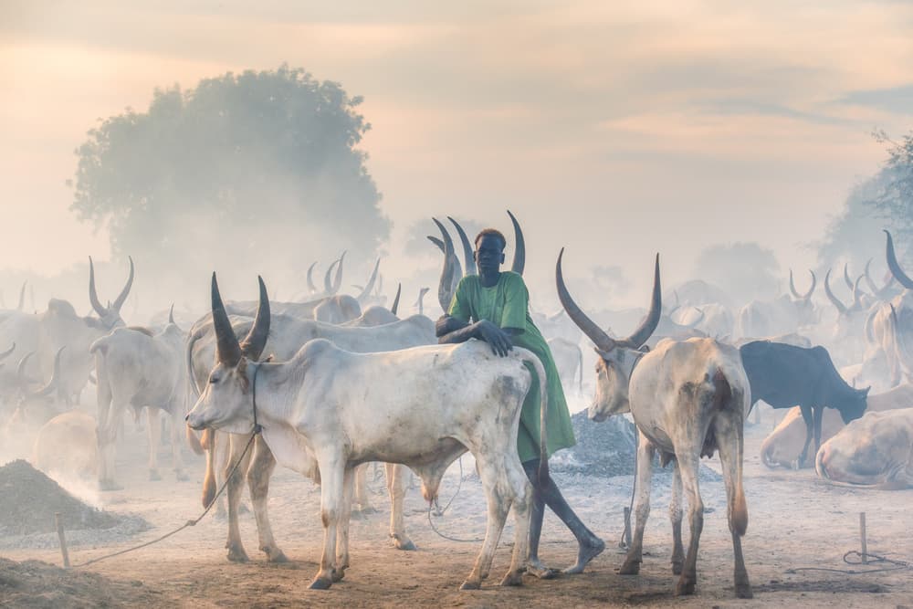 Misty African Cattle Herdsman by Trevor Cole — canvas wall art