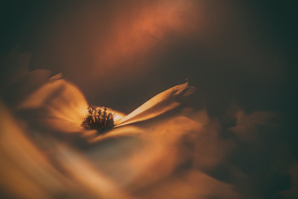 Golden Flower Glow by Marcus Hennen — canvas wall art