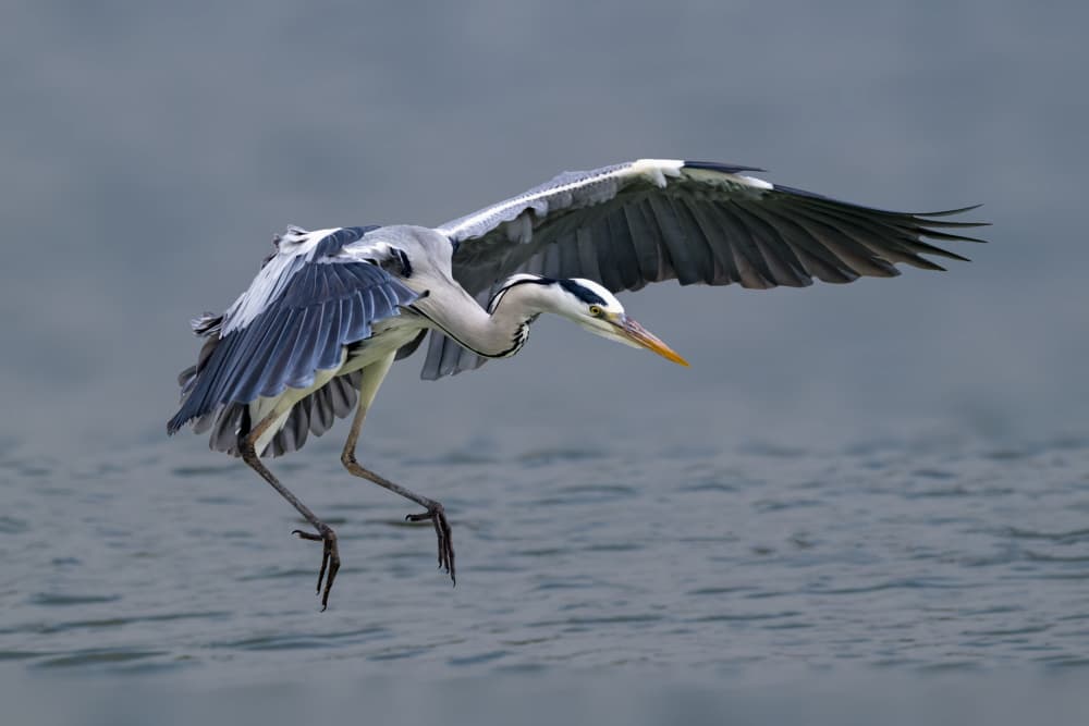 Graceful Heron Landing by Mallal Moshe — canvas wall art