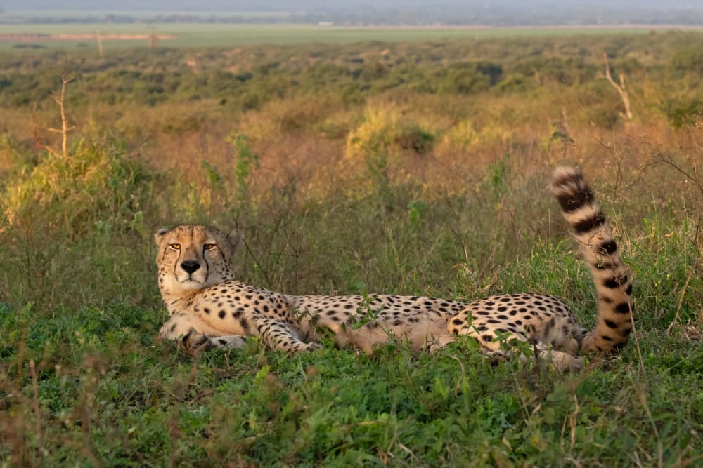 African Cheetah Portrait by Marco Pozzi — canvas wall art
