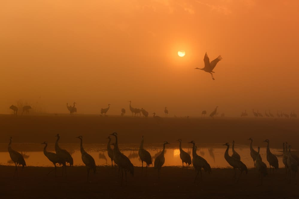 Cranes Flying at Sunrise by Keren Or — canvas wall art