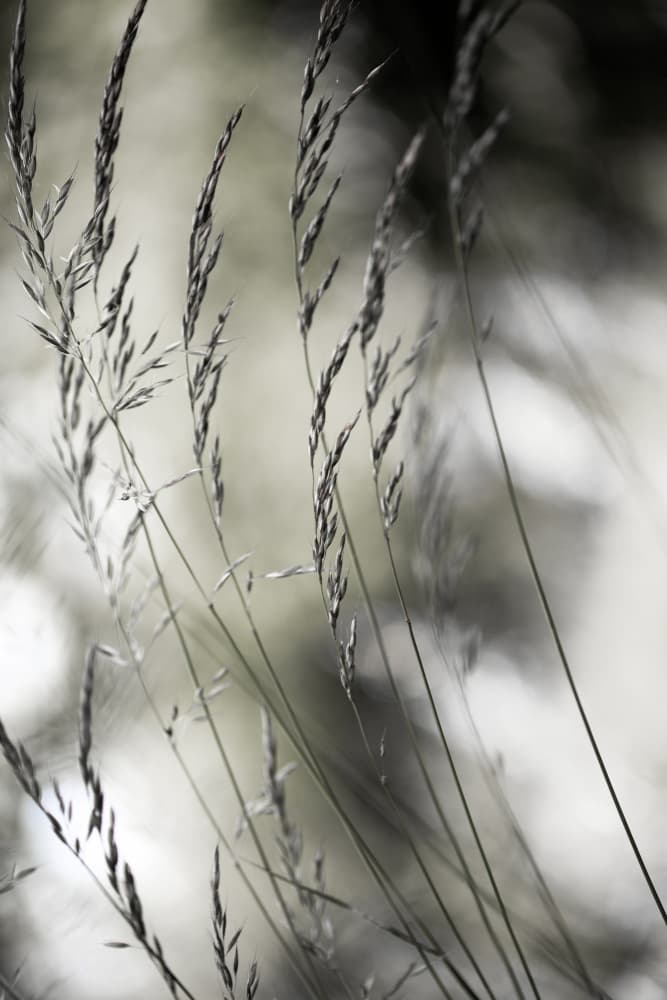 Summer Grass 1 by Mareike Böhmer — canvas wall art