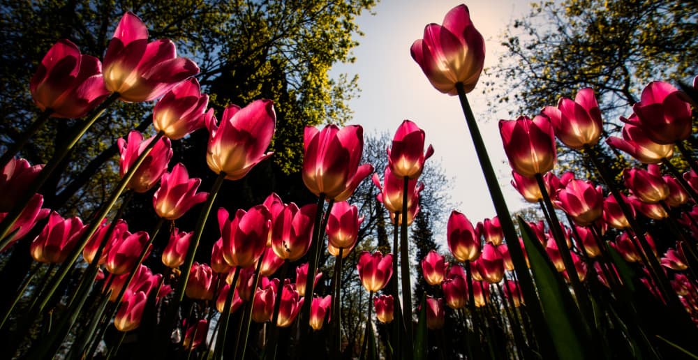 Luminous Pink Tulips by Merthan Kortan — canvas wall art