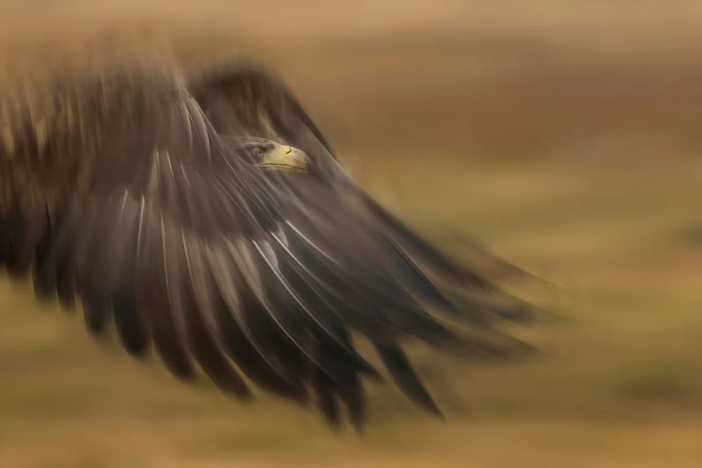 Golden Eagle Soaring by Madison — canvas wall art