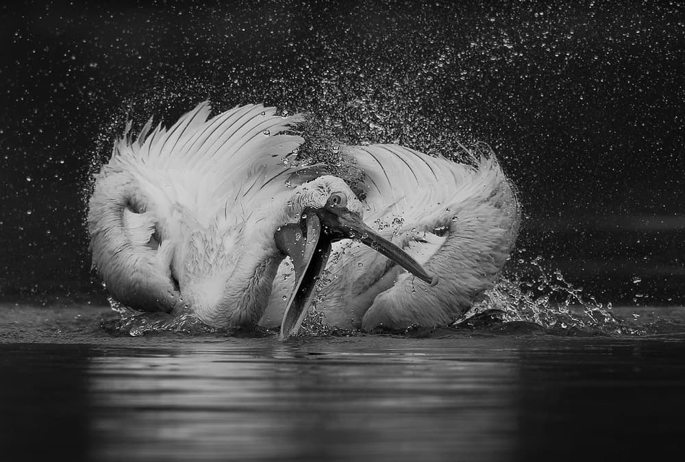 Dynamic Pelican Splash by C.S. Tjandra — canvas wall art