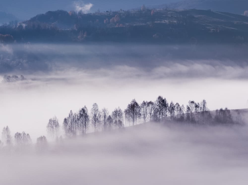 Misty Valley Trees by Flegner Calin — canvas wall art