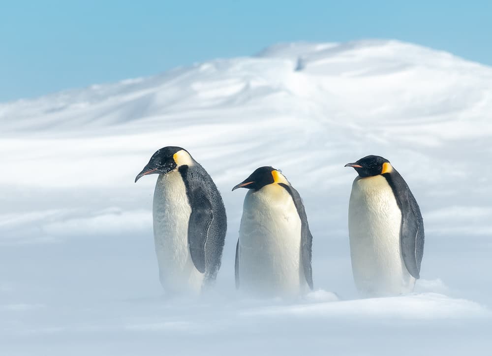 Antarctic Penguin Trio by Liwen Tao — canvas wall art