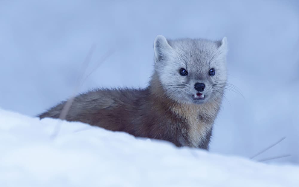 Curious Winter Marten by Yanyan Gong — canvas wall art