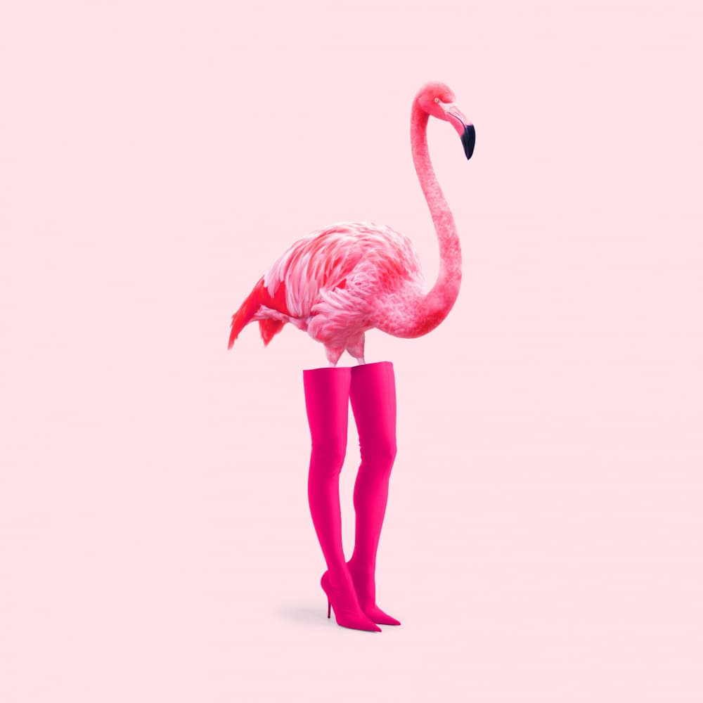 Pink Flamingo High Heels by Artem Pozdniakov — canvas wall art