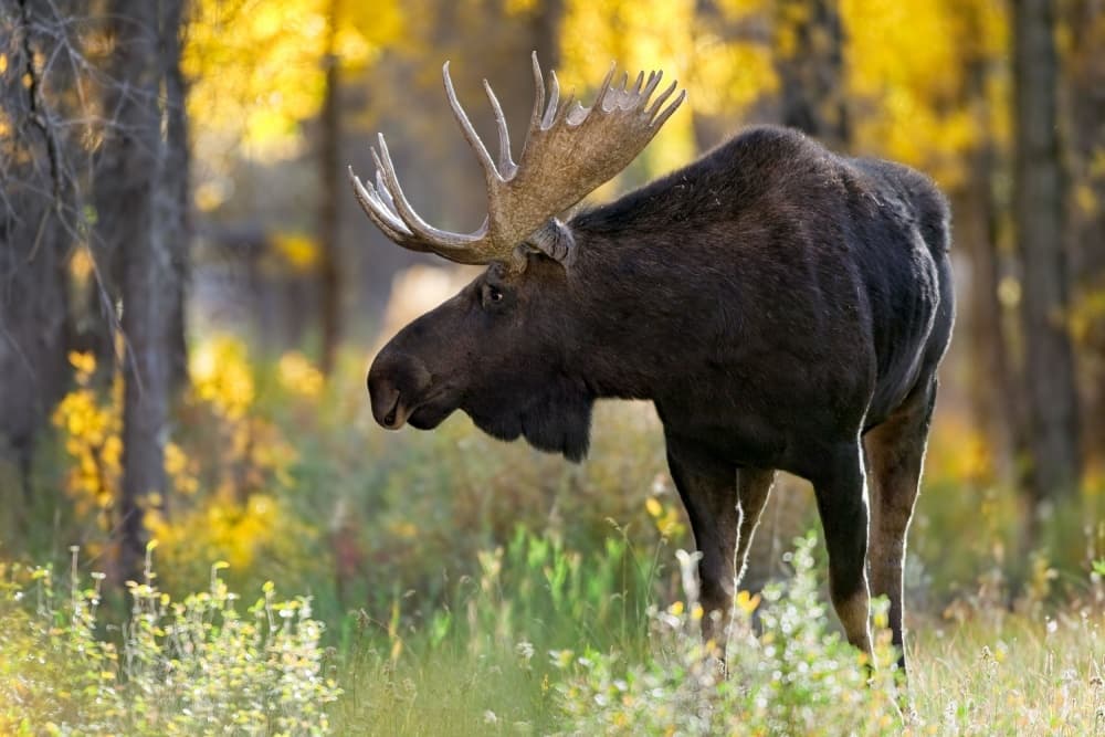 Majestic Autumn Moose by Nick Kalathas — canvas wall art