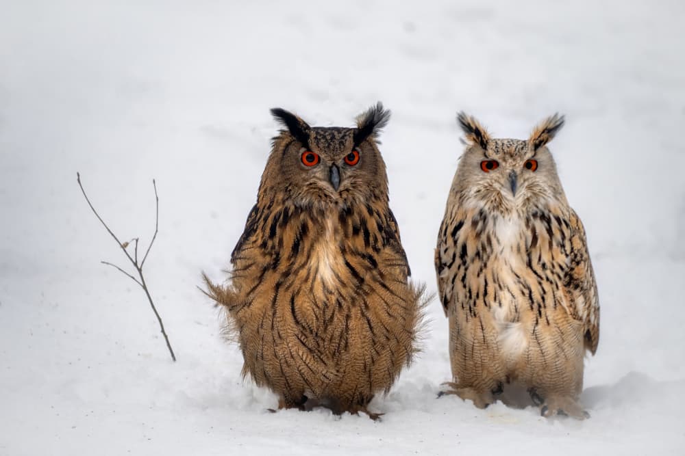 Watchful Winter Owls by Piet Haaksma — canvas wall art