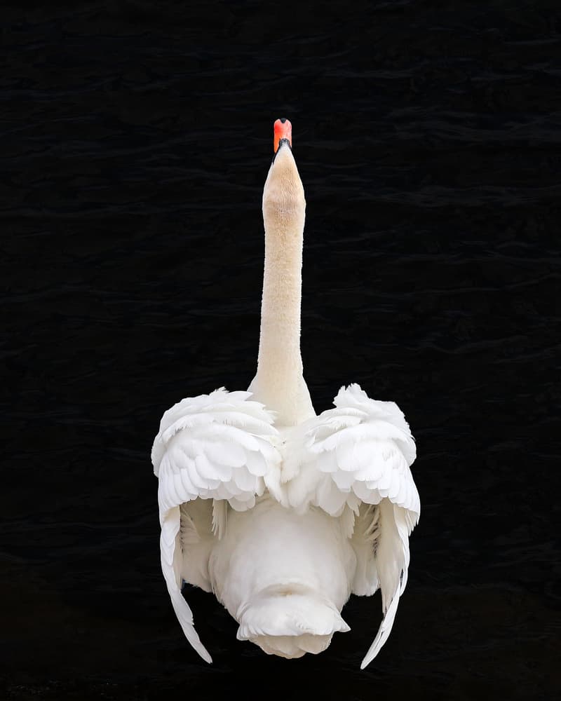 Elegant White Swan Upward by Franz Baumann — canvas wall art