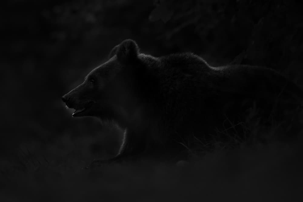 Mysterious Night Bear by Sebastian Mastahac — canvas wall art