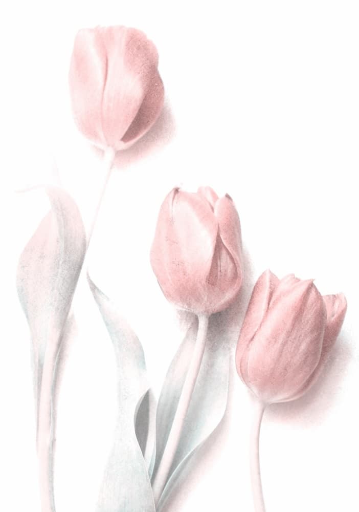 Soft Pink Tulips by Delphine Devos — canvas wall art