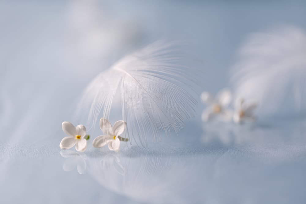 Gentle Feather Blooms by Igor Kopcev — canvas wall art