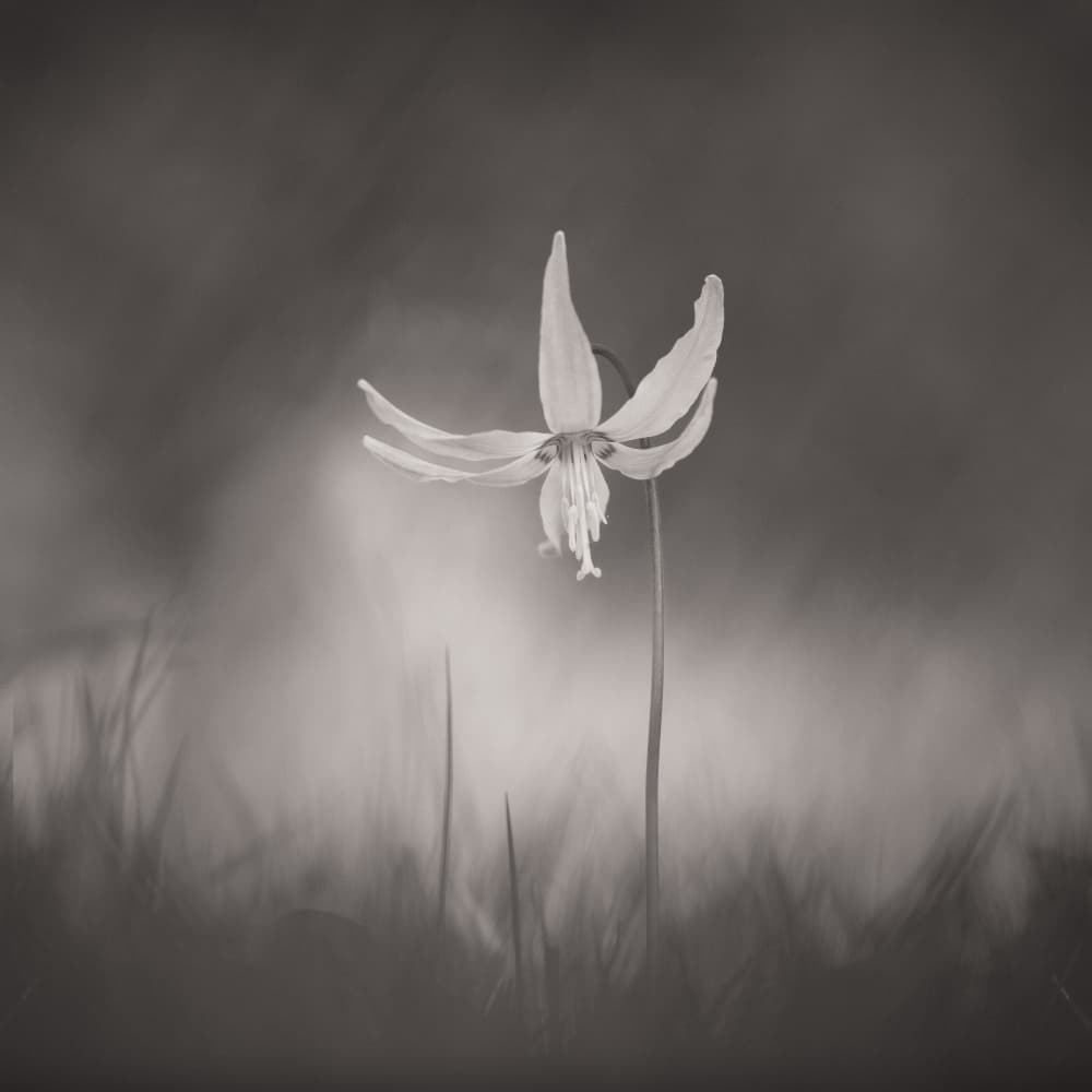Gentle Monochrome Flower by Penny Myles — canvas wall art