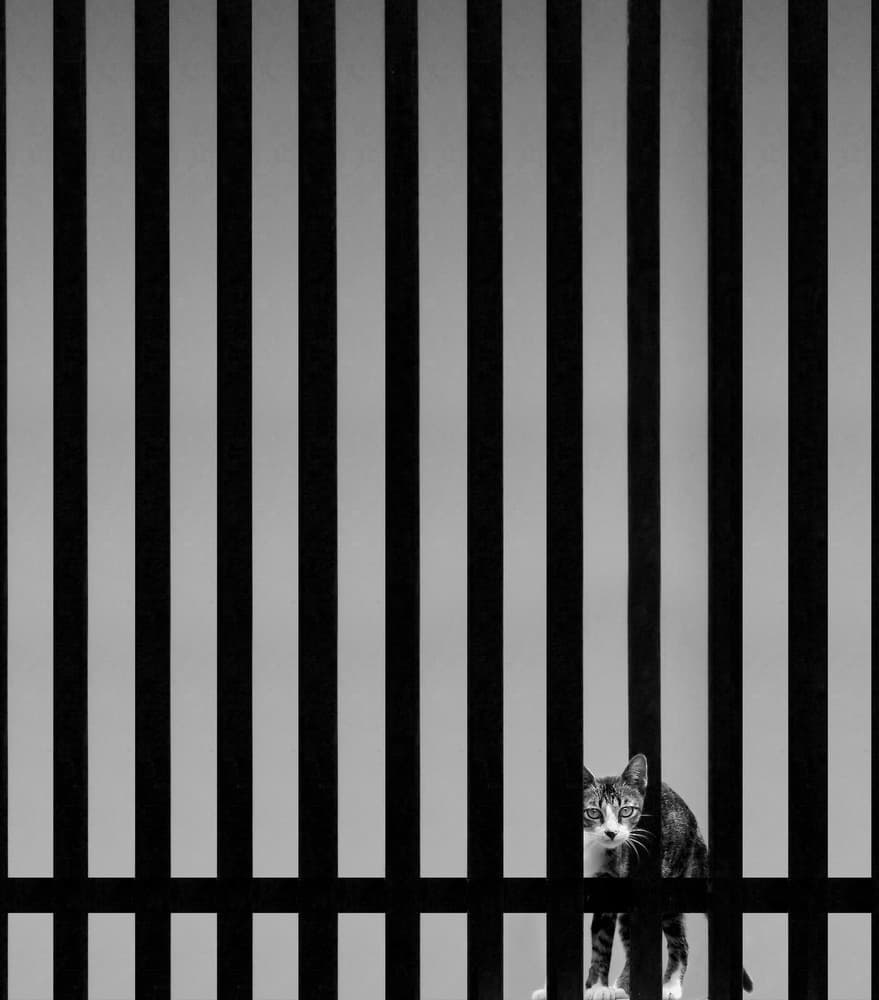 Peeking Cat Black Stripes by Kahar Lagaa — canvas wall art