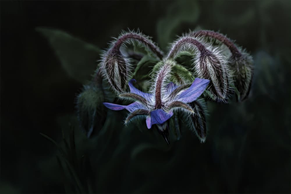 Fuzzy Blue Borage by Gilbert Claes — canvas wall art