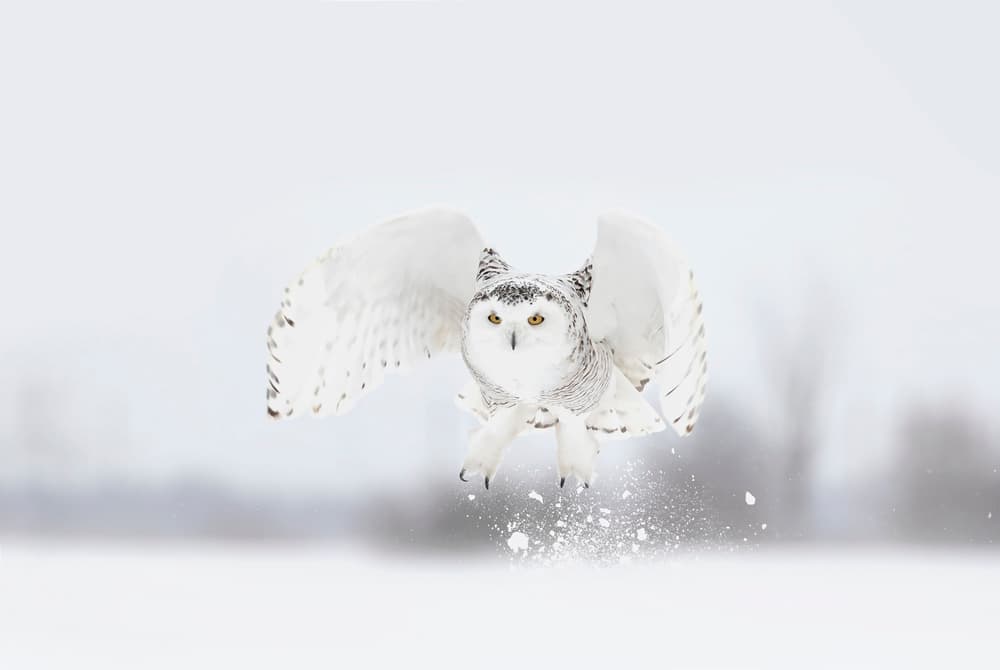 Majestic Snowy Owl Flight by Jim Cumming — canvas wall art