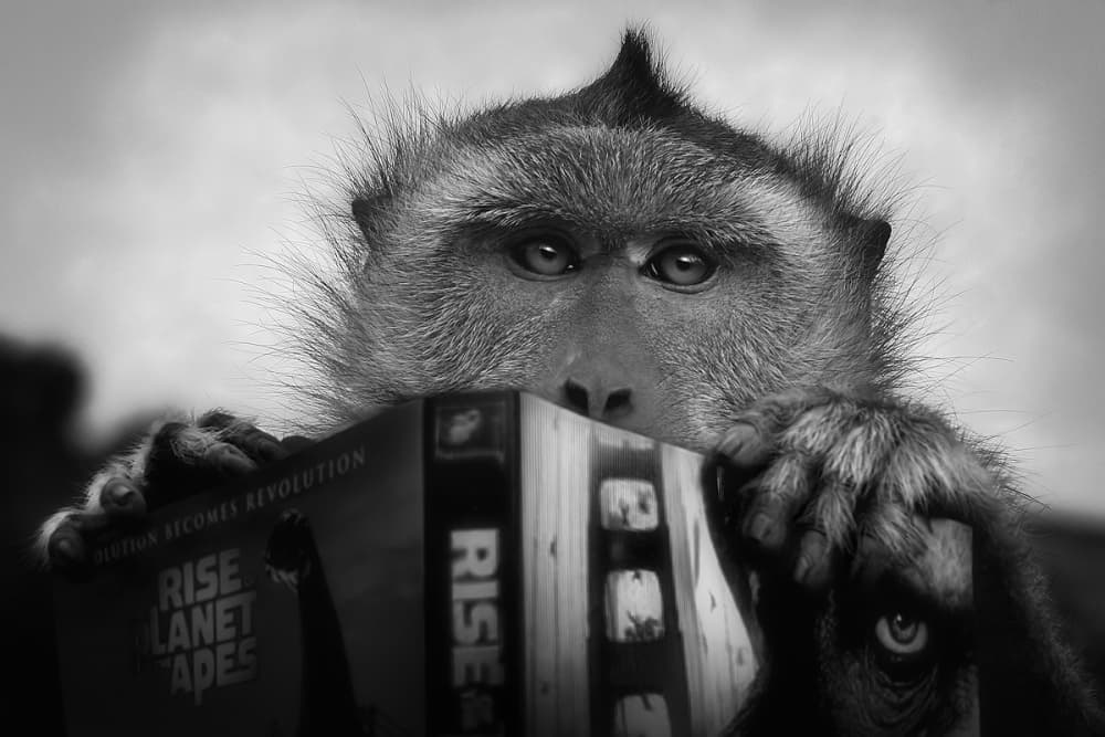 Thoughtful Monkey Gaze by Jimmy Hoffman — canvas wall art