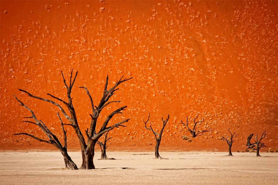 Orange Desert Dead Trees by Mathilde Guillemot — canvas wall art