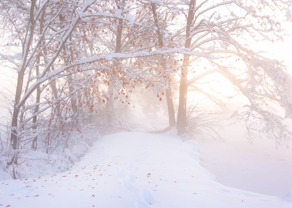 Golden Winter Path by Corry DeLaan — canvas wall art