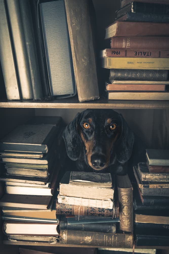 Curious Library Dog by Heike Willers — canvas wall art