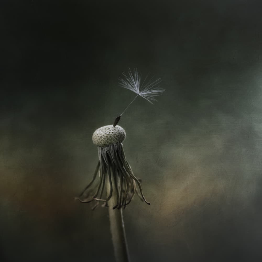 Last Dandelion Seed by Lotte Grønkjær — canvas wall art