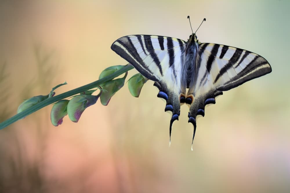 Swallowtail Butterfly Grace by Jimmy Hoffman — canvas wall art
