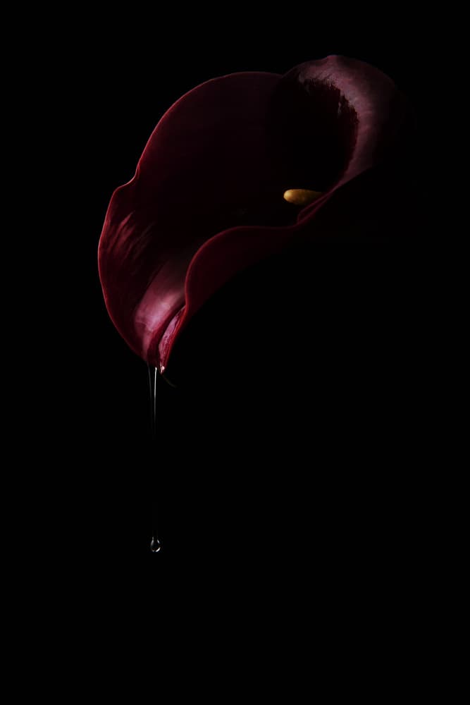 Deep Red Calla Drop by Laura Benvenuti — canvas wall art