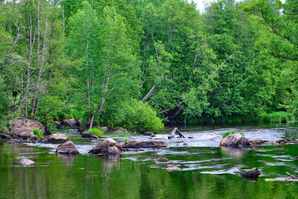 Green Forest River by Geertjan Plooijer — canvas wall art