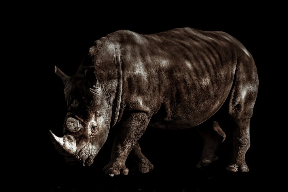 Powerful Rhino Profile by Bassant Meligy — canvas wall art