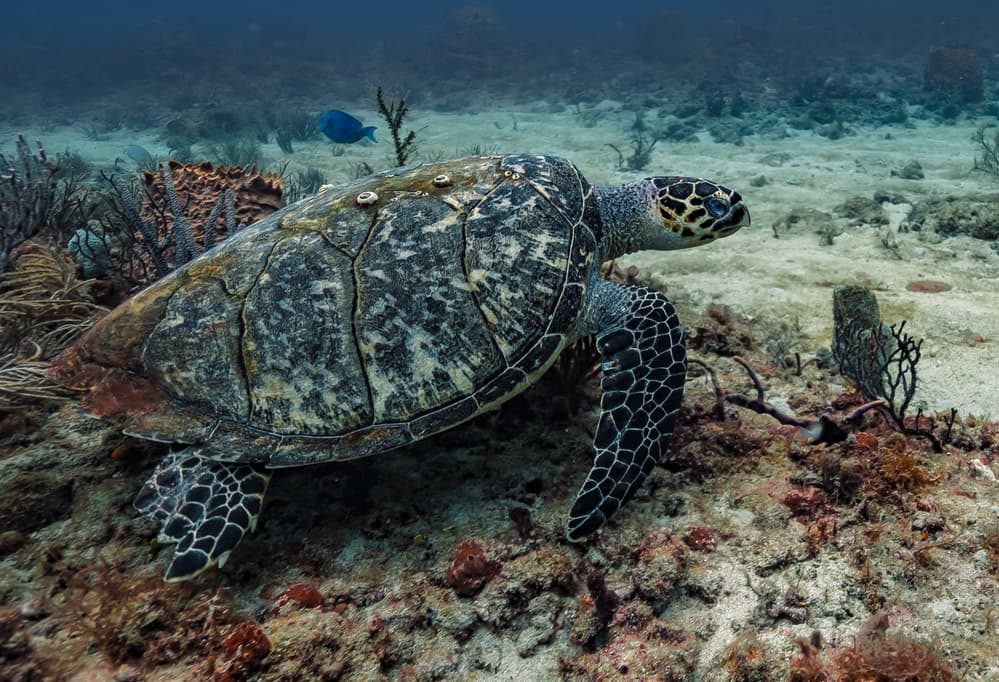 Hawksbill Turtle Reef by Kirk Cypel — canvas wall art
