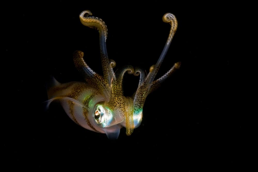 Mysterious Deep Sea Squid by Ilan Ben Tov — canvas wall art
