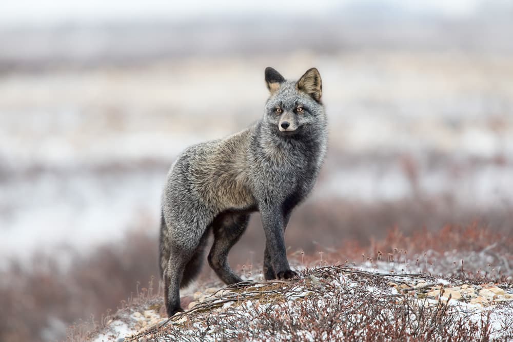 Majestic Tundra Fox by Alessandro Catta — canvas wall art