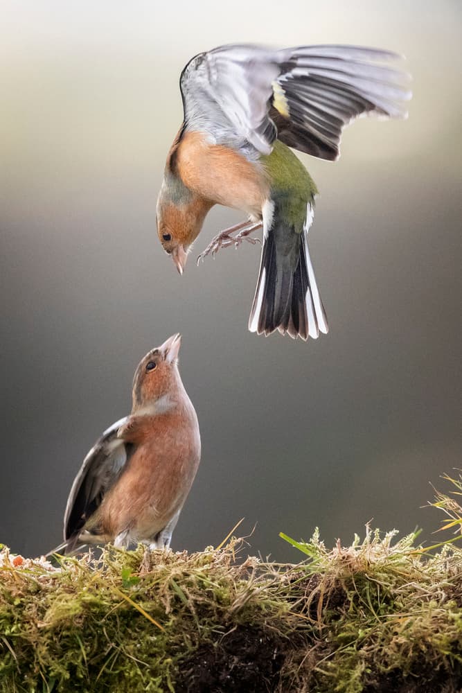 Birds Landing Gently by Hugh Wilkinson — canvas wall art