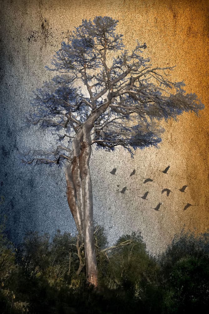 Ancient Tree With Birds by Raffaele Corte — canvas wall art