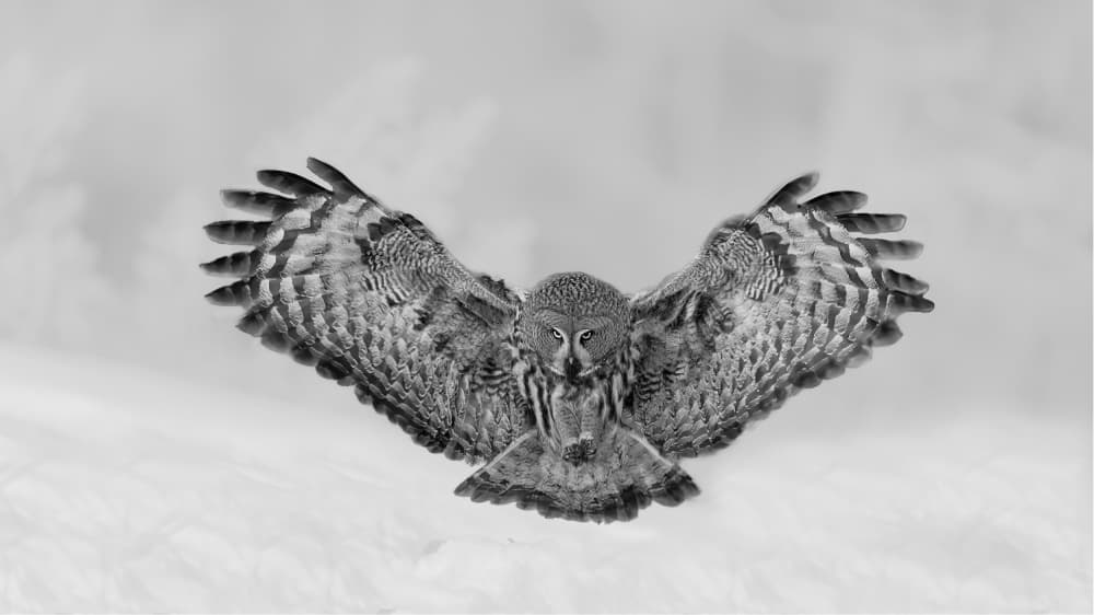 Great Gray Owl Flight by Bill Lu — canvas wall art