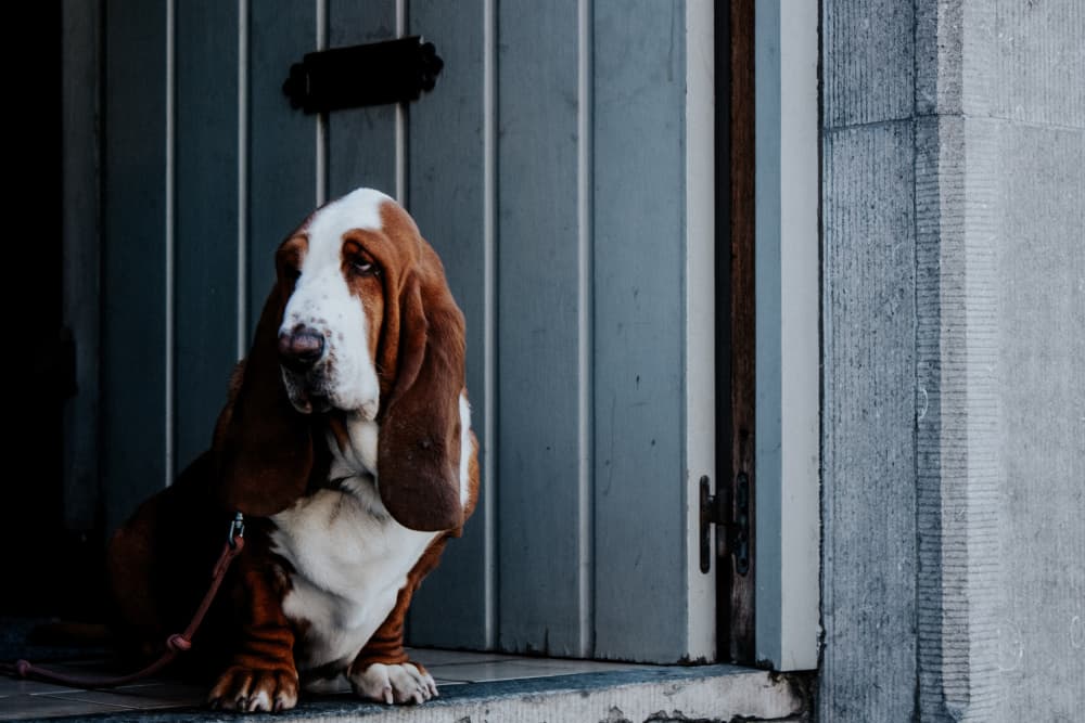 Patient Basset Hound by Aimee Giles — canvas wall art
