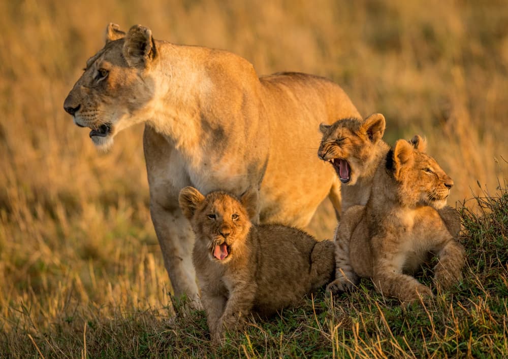 Golden Hour Lion Family by Jaco Marx — canvas wall art