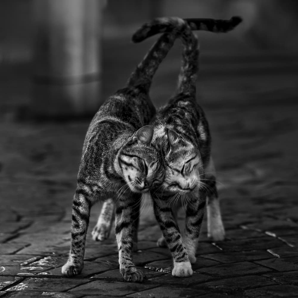 Gentle Feline Embrace