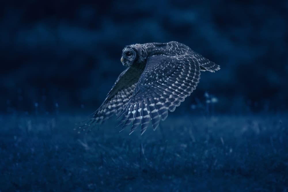Barred Owl Night Flight by Rob Li — canvas wall art