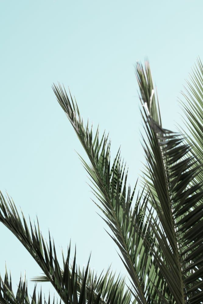 Serene Tropical Palms by Pictufy Studio III — canvas wall art