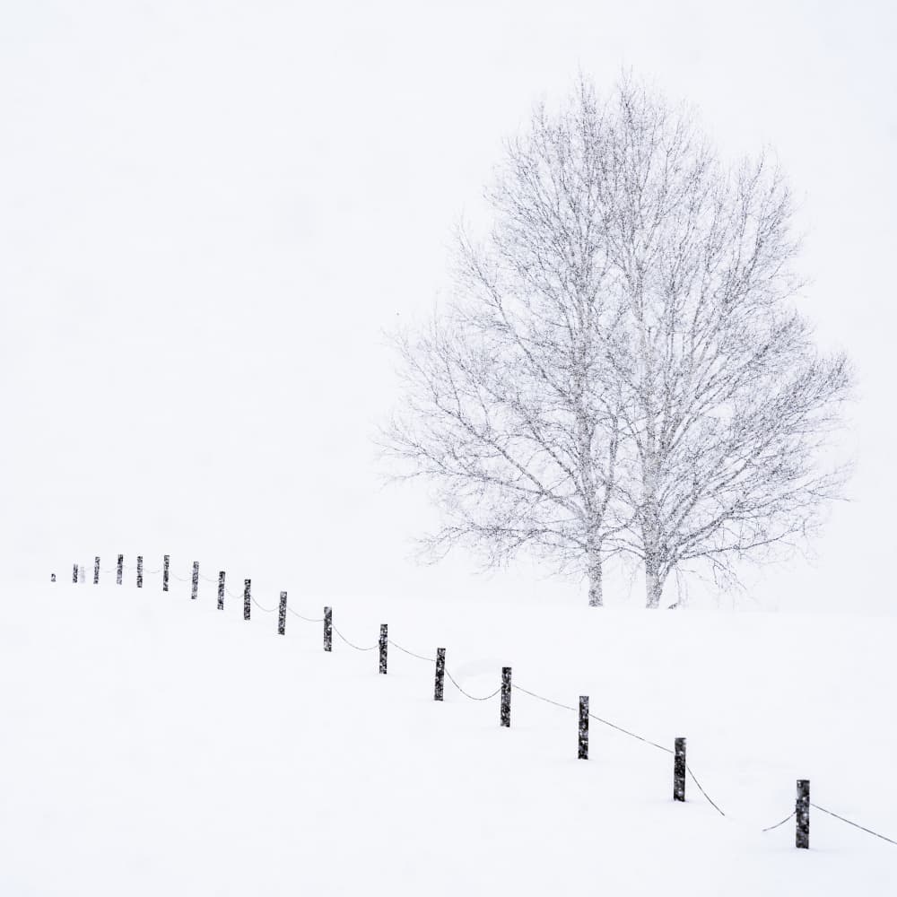 Silent Winter Trees by Jana Luo — canvas wall art