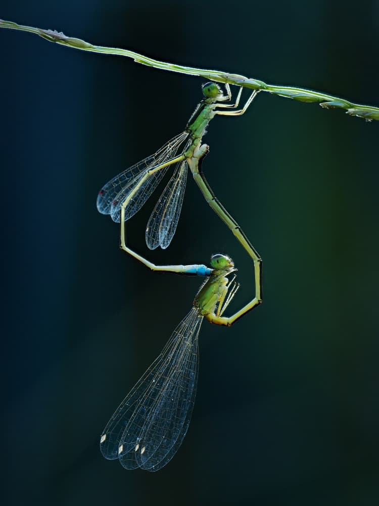 Emerald Damselfly Pair by Takiko Hirai — canvas wall art