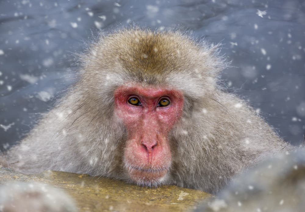 Serene Snow Monkey by Ozan AKTAS — canvas wall art