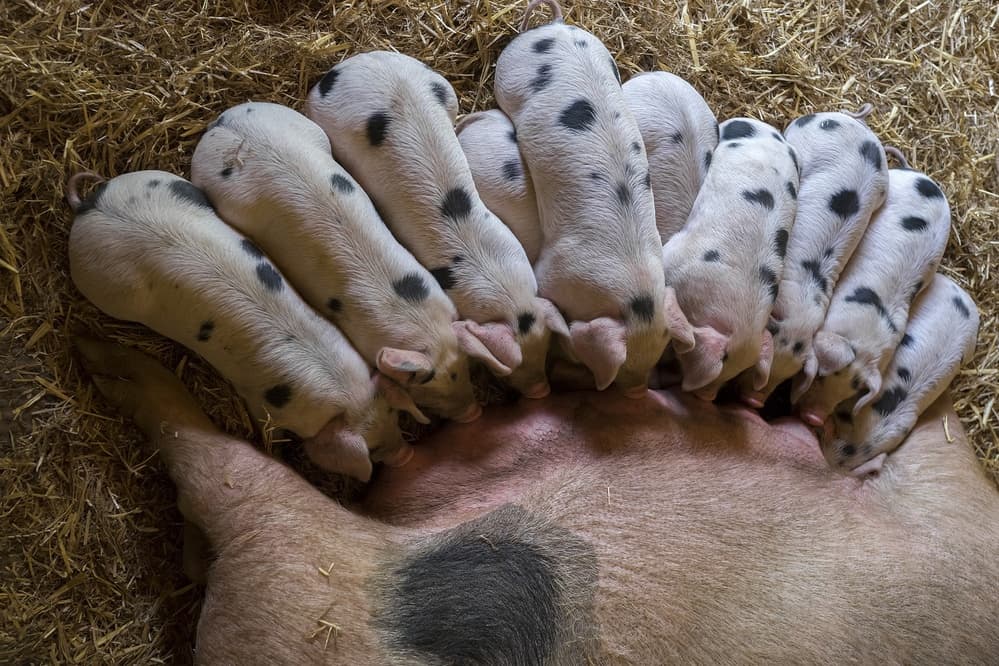 Spotted Piglets Nursing by Gert van den Bosch — canvas wall art
